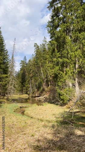 Walk in a real wild forest in spring. The clear water of the spring flows by the rock. Fir trees and moss grow on the red sandy rock. National prk of Latvia. Cesis, Zagarkalns. 