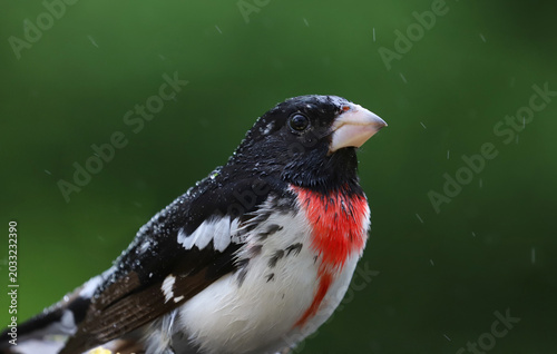 cardinal in nature during spring
