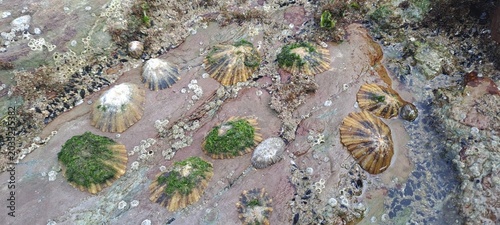 Limpets and barnacles clinging to coastal tide pool rocks