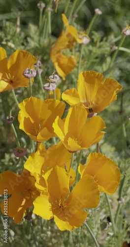 California golden poppy (Eschscholzia californica), Auvergne, France.