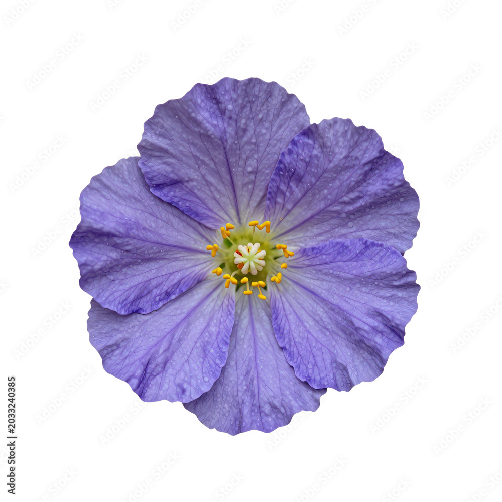 Naklejka premium Single purple geranium flower with raindrops on a white background, studio shot