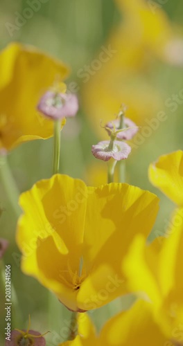California golden poppy (Eschscholzia californica), Auvergne, France.