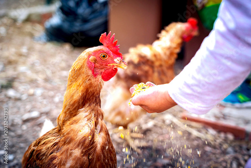Tableau sur toile Persona alimentando a mano a una gallina marrón en una granja rural