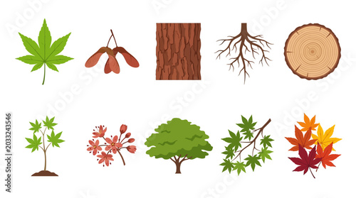 Slika na platnu Vector illustrations of tree elements, maple seeds, bark, roots, and autumn leav