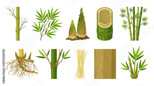 Photos Bamboo plant vector illustration set with food elements, raw materials and growi