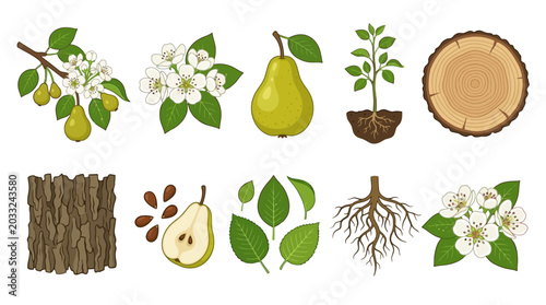 Εκτύπωση καμβά Vector food illustration of pear tree growth cycle, from seed to fruit, with bar