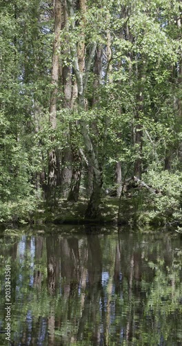 Reflections on birch trees and spring, Auvergne, France.