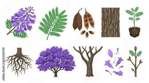 Tableau sur toile Jacaranda Tree Elements Vector Illustration Leaves, Flowers, Roots, Seeds, and B
