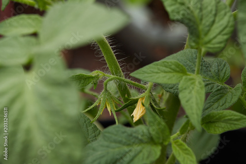 Foto Tomato plants growing in black fabric grow pots.