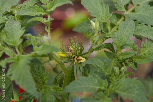 Photos Tomato plants growing in black fabric grow pots.
