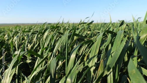 Wheat plants sway in the wind under a clear sky. The field stretches far into the distance with healthy green crops growing
