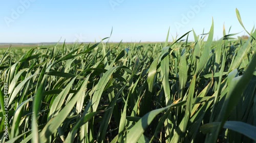 Wheat plants grow tall and dance in the wind under a bright blue sky in an open field. Sun shines on the crops during the day