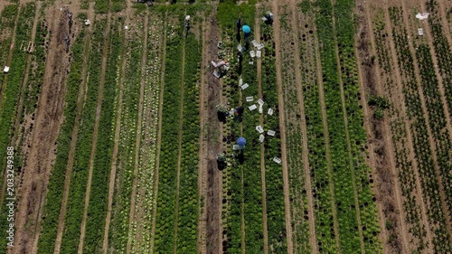 Aerial Harvest: Farmers diligently work in neat rows of crops, gathering produce under the expansive sky, showcasing the agricultural effort and bounty of the land.