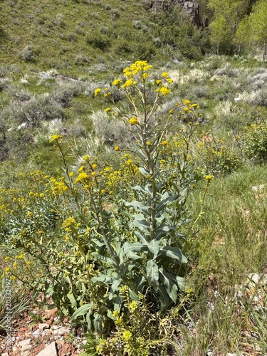Dyers woad flowering in the wild mountain wilderness area of Utah