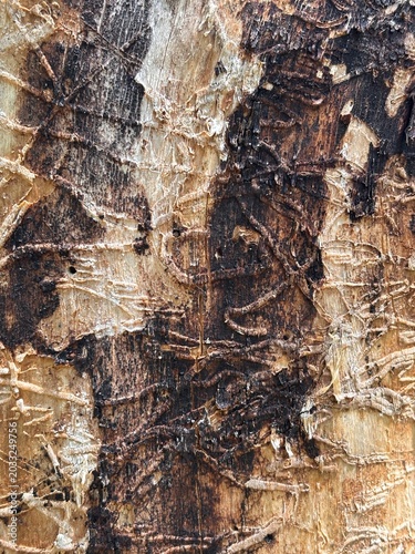 closeup of beetle damage on a debarked tree wood