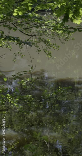 Spring colors and foliage, Auvergne, France.