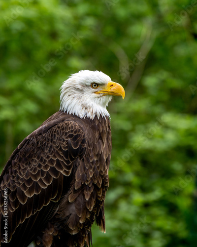 Bold eagle with sharp yellow beak