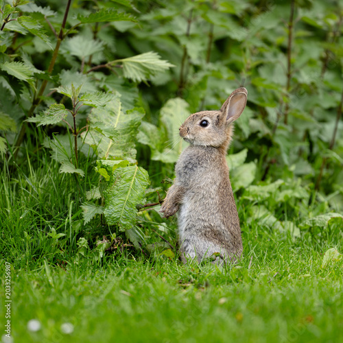 Small brown rabbit stands on grassy field