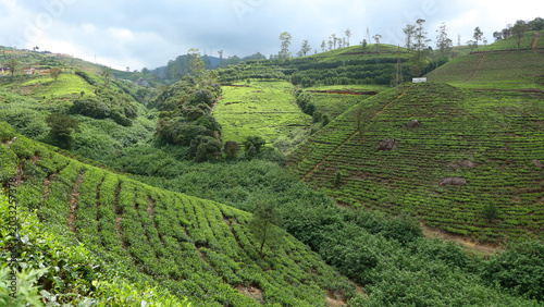 Plantación de té Labookellie en Sri Lanka