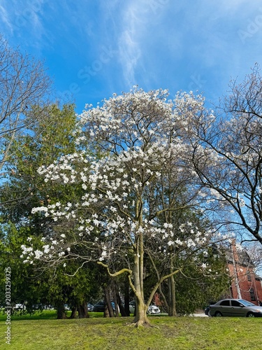spring in the park