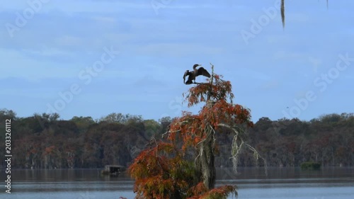 Louisiana, a Double-crested cormorant (Phalacrocorax auritus).