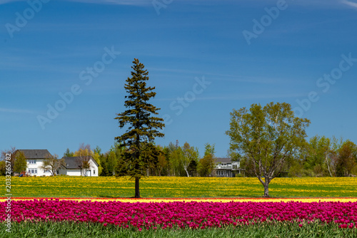 Tulips, tulip fields, 