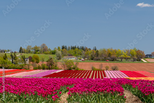 Tulips, tulip fields, 