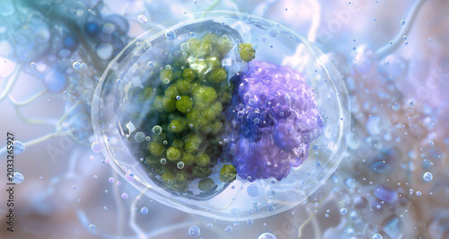 Foto Chlamydia trachomatis bacteria cell