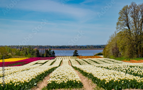 Tulips, tulip fields, 