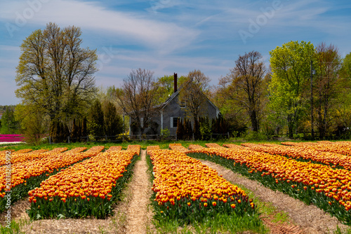 Tulips, tulip fields, 