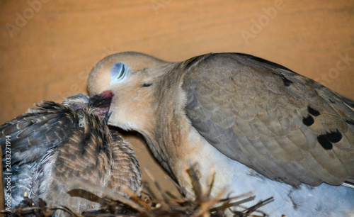 Mother Morning Dove and Chick