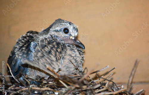 Mother Morning Dove and Chick