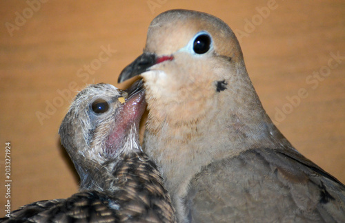 Mother Morning Dove and Chick