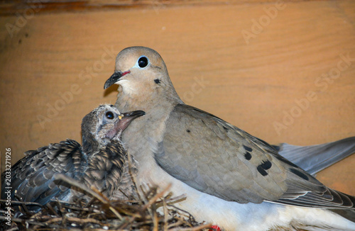 Mother Morning Dove and Chick