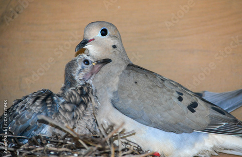 Mother Morning Dove and Chick