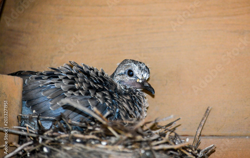 Mother Morning Dove and Chick