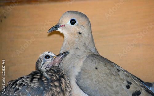 Mother Morning Dove and Chick
