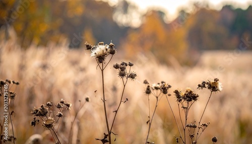 Close-up of dried wildflowers with fluffy seed heads in a sunlit autumn field, surrounded by warm tones of yellow and brown, symbolizing transition, endurance, and natural beauty.