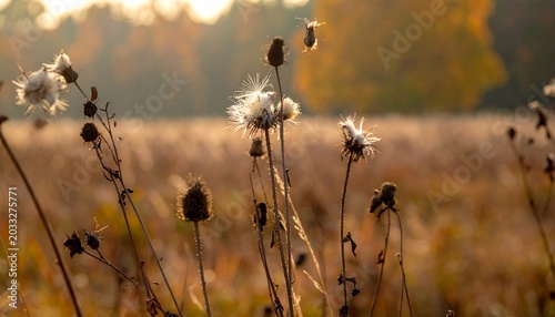 Close-up of dried wildflowers with fluffy seed heads in a sunlit autumn field, surrounded by warm tones of yellow and brown, symbolizing transition, endurance, and natural beauty.