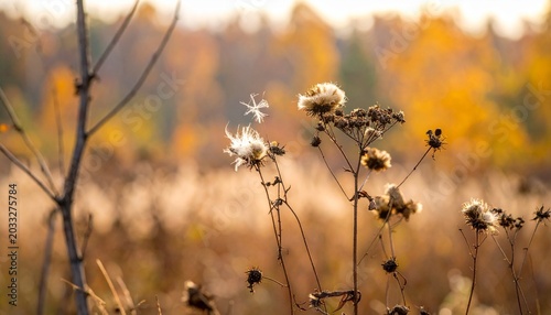 Close-up of dried wildflowers with fluffy seed heads in a sunlit autumn field, surrounded by warm tones of yellow and brown, symbolizing transition, endurance, and natural beauty.