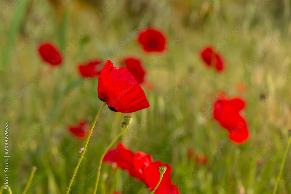 Fototapeta premium A single vibrant red poppy flower standing out in a lush green meadow full of poppies. Beautiful spring field landscape with soft bokeh background. Natural botanical scene in sunlight.