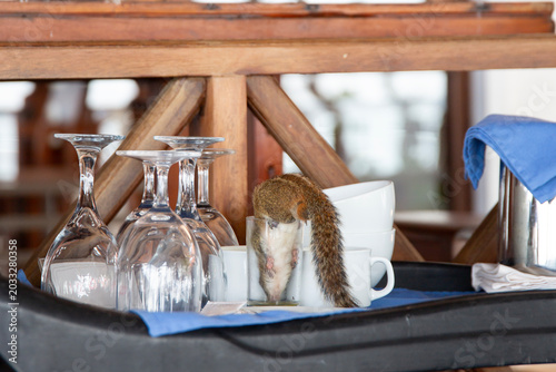Φωτογραφία Chipmunk drinking leftover juice from a glass at a tropical restaurant