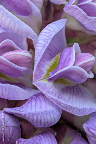 Purple Joy