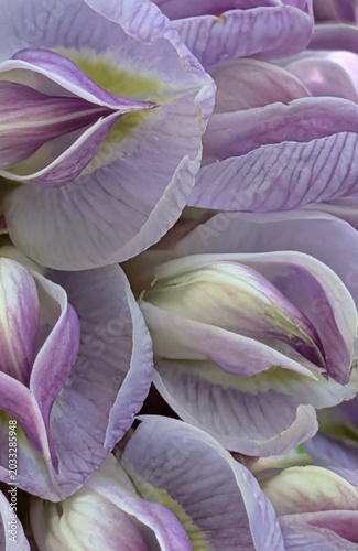 Soft Purple
