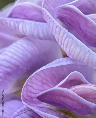 Purple Balance