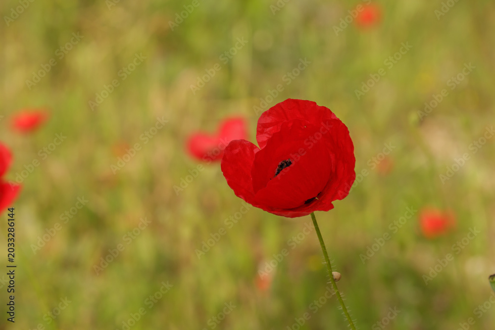 Naklejka premium A single vibrant red poppy flower in a lush green meadow under warm sunlight. Beautiful spring field landscape with soft bokeh background. Natural botanical scene of wild meadow flora.