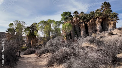 Bild auf Leinwand A travel to joshua tree national park at 
california state of usa