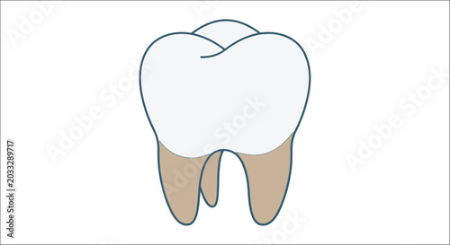 Fotografie Tooth illustration with enamel and root detail on a white background