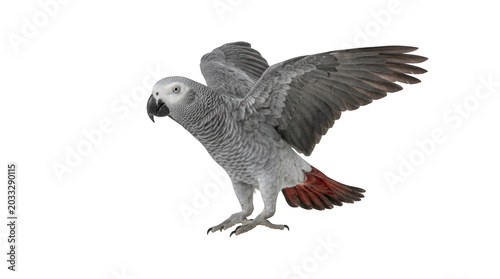 African grey parrot with wings spread isolated on transparent background