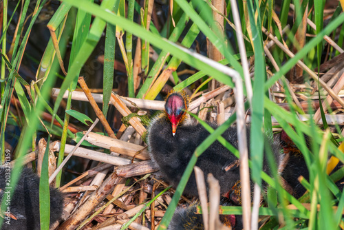 Obraz na plátne Eurasian Coot with Chicks in nest. Eurasian coot, Fulica atra